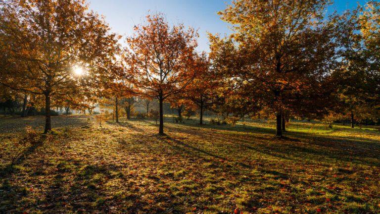 Grove Park Harborne, Birmingham near to Selly Oak. Places where Match Foster Care Offer Children's Fostering Services