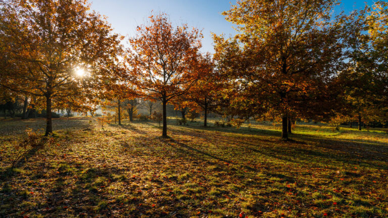 Grove Park Harborne, Birmingham near to Selly Oak. Places where Match Foster Care Offer Children's Fostering Services